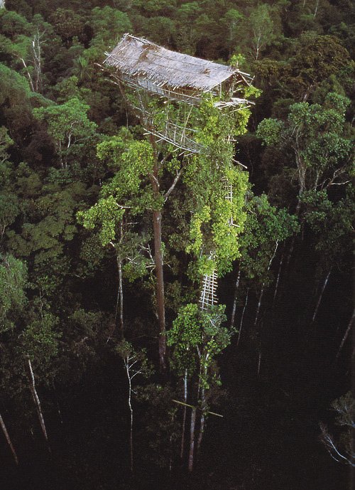 Casa na árvore